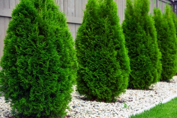 Arborvitae Planting in Hudson