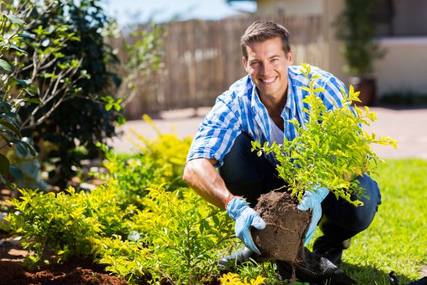 Bush Planting Service in Hudson
