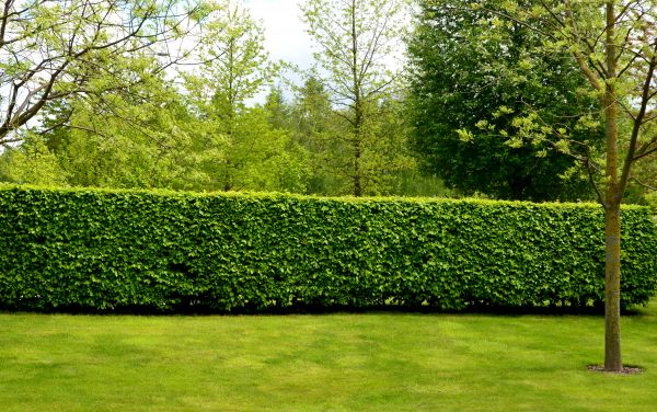Hedge Planting in Hudson