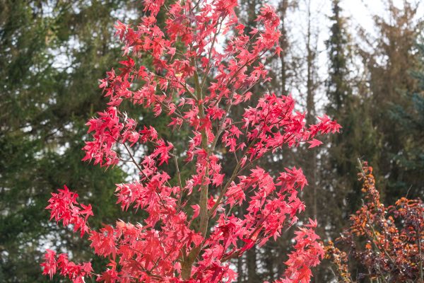 Japanese Maple Planting in Hudson