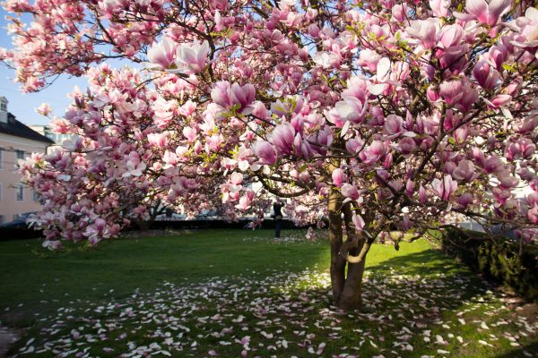 Magnolia Tree Planting in Hudson