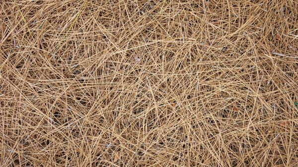 Pine Needles Delivery in Hudson