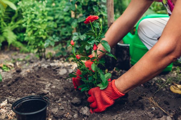 Planting Service in Hudson