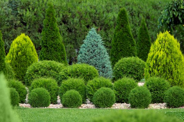 Shrub Installation in Hudson