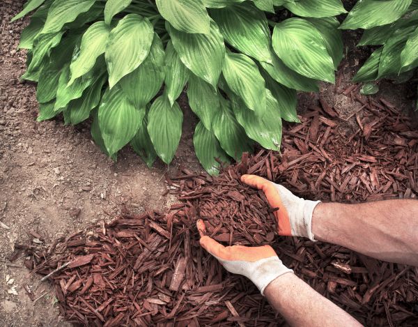 Shredded Mulch Service in Hudson