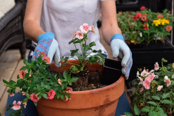 Plant Care Service in Hudson