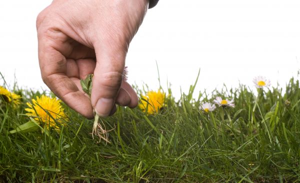 Lawn Weeding in Hudson