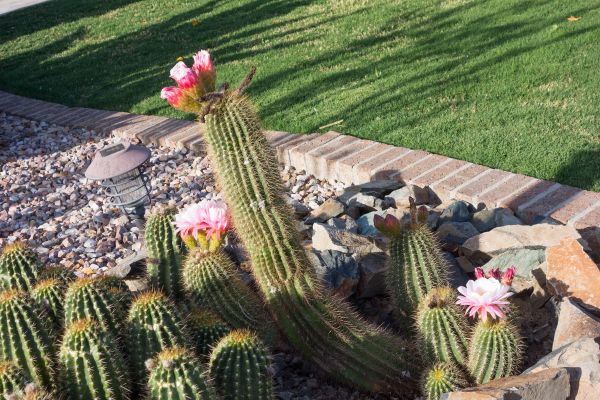 Desert Landscaping in Hudson