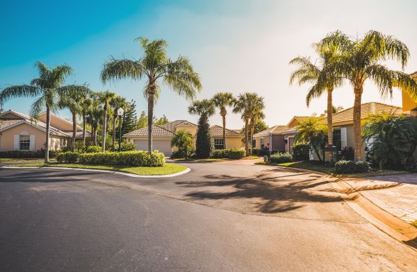 Palm Tree Landscaping in Hudson