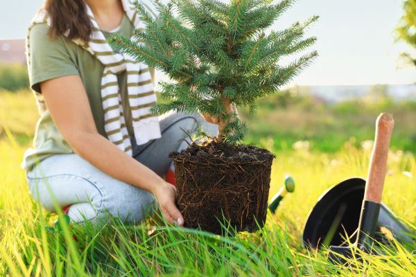 Spruce Tree Planting in Hudson