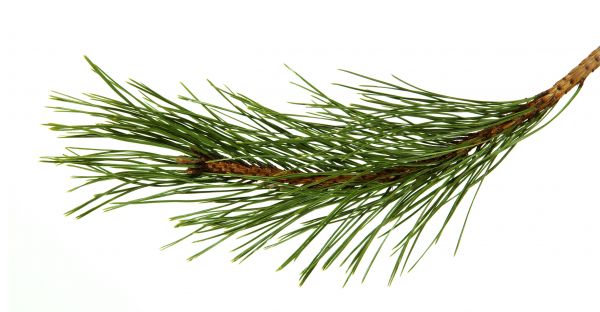 Pine Needles Installation in Hudson
