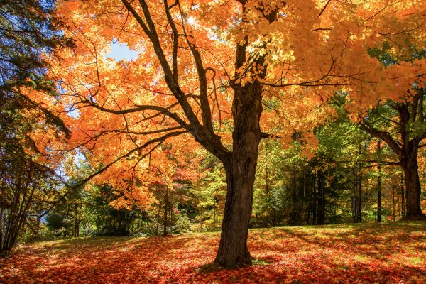 Maple Tree Planting in Hudson