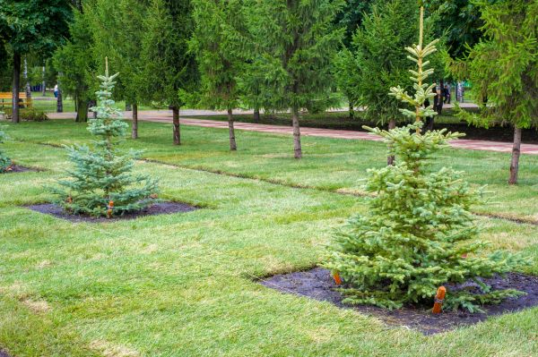 Privacy Trees Planting in Hudson