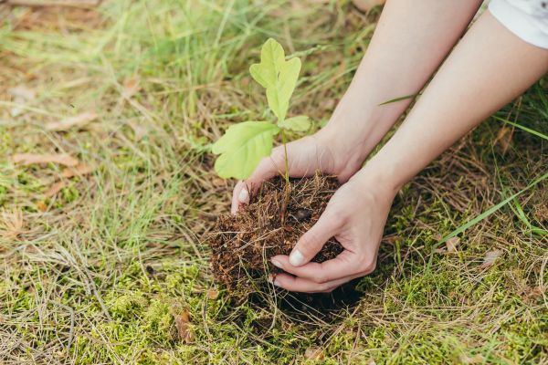 Oak Tree Planting in Hudson