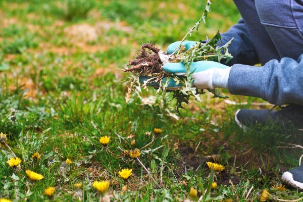 Flower Bed Clearing in Hudson