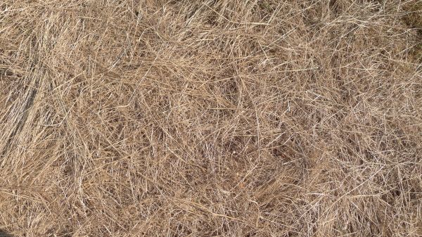 Pine Straw Replacement in Hudson