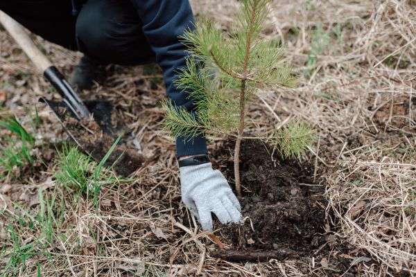 Pine Tree Planting in Hudson