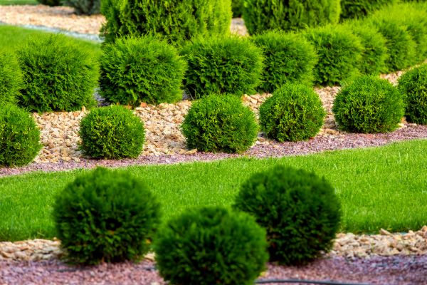 Bush Replacement in Hudson