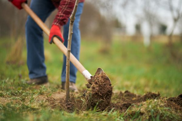 Trees Planting in Hudson