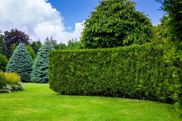 Hedge Landscaping in Hudson