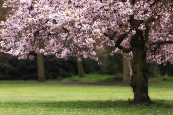 Cherry Tree Planting in Hudson