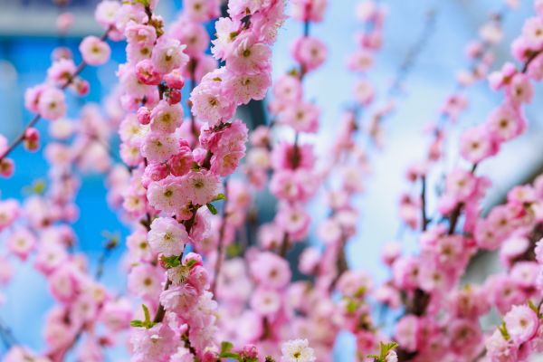 Japanese Cherry Tree Planting in Hudson