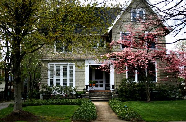 Ornamental Tree Planting in Hudson