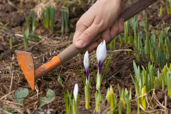 Flower Garden Weeding in Hudson