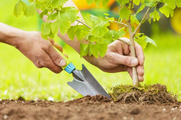 Fruit Tree Planting in Hudson