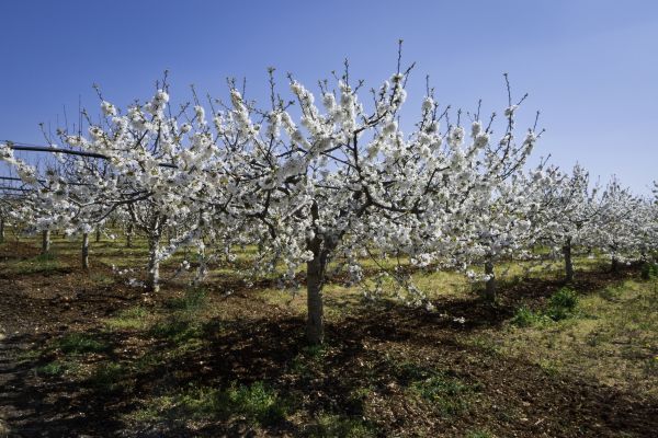 Orchard Planting in Hudson