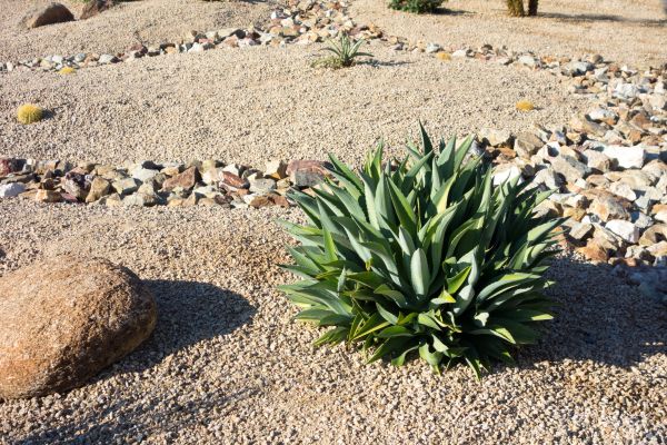Xeriscaping Service in Hudson