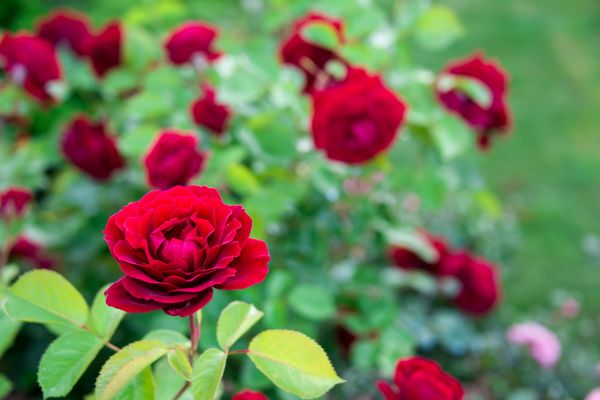 Rose Planting in Hudson