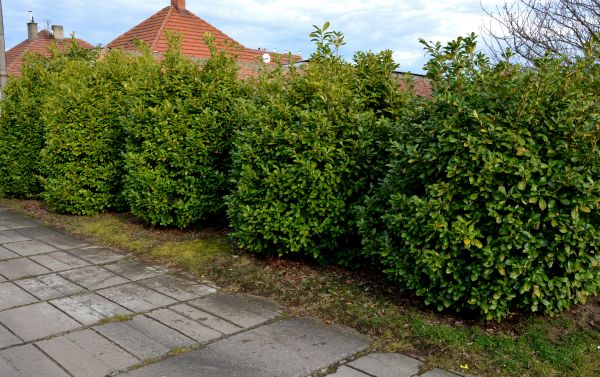 Privacy Shrub Installation in Hudson