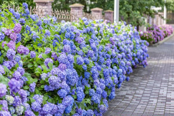 Hydrangea Landscaping in Hudson