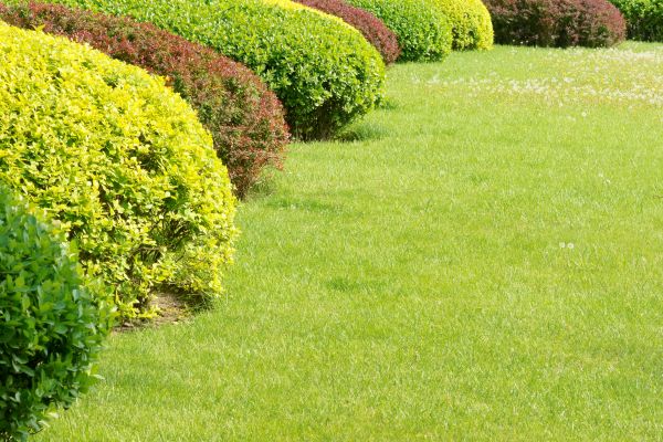 Shrubbery Planting in Hudson
