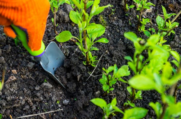 Hydrangea Planting in Hudson