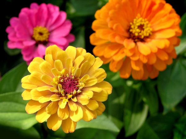 Zinnia Planting in Hudson
