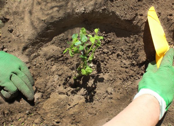 Rose Bush Planting in Hudson
