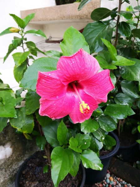 Hibiscus Planting in Hudson