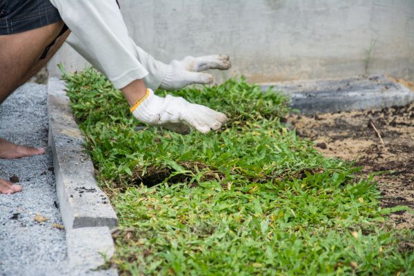 Ground Cover Planting in Hudson