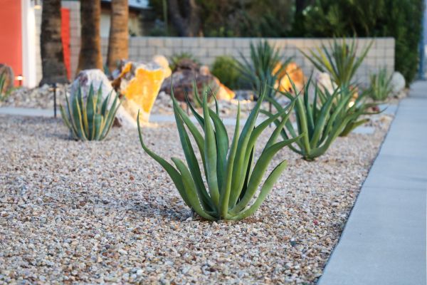 Drought Resistant Landscaping in Hudson