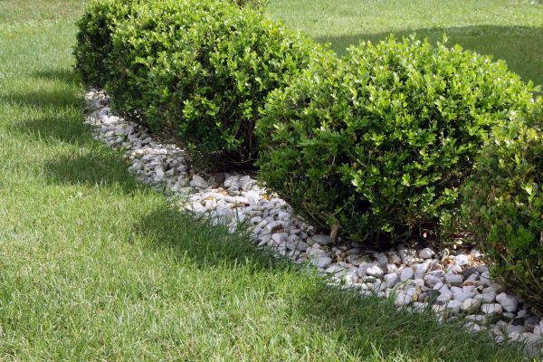 Boxwood Planting in Hudson