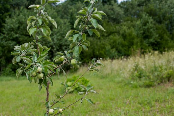 Apple Tree Planting in Hudson