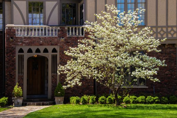 Dogwood Tree Planting in Hudson
